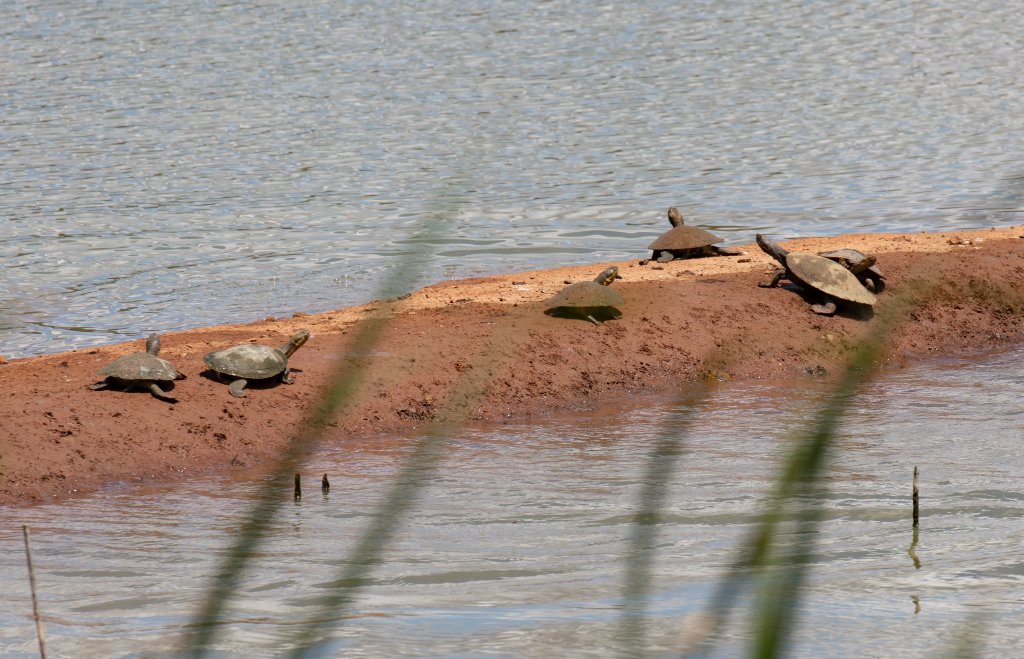 Short-necked Turtles