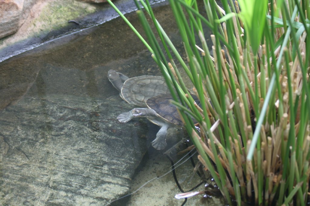 Short-necked Turtles
