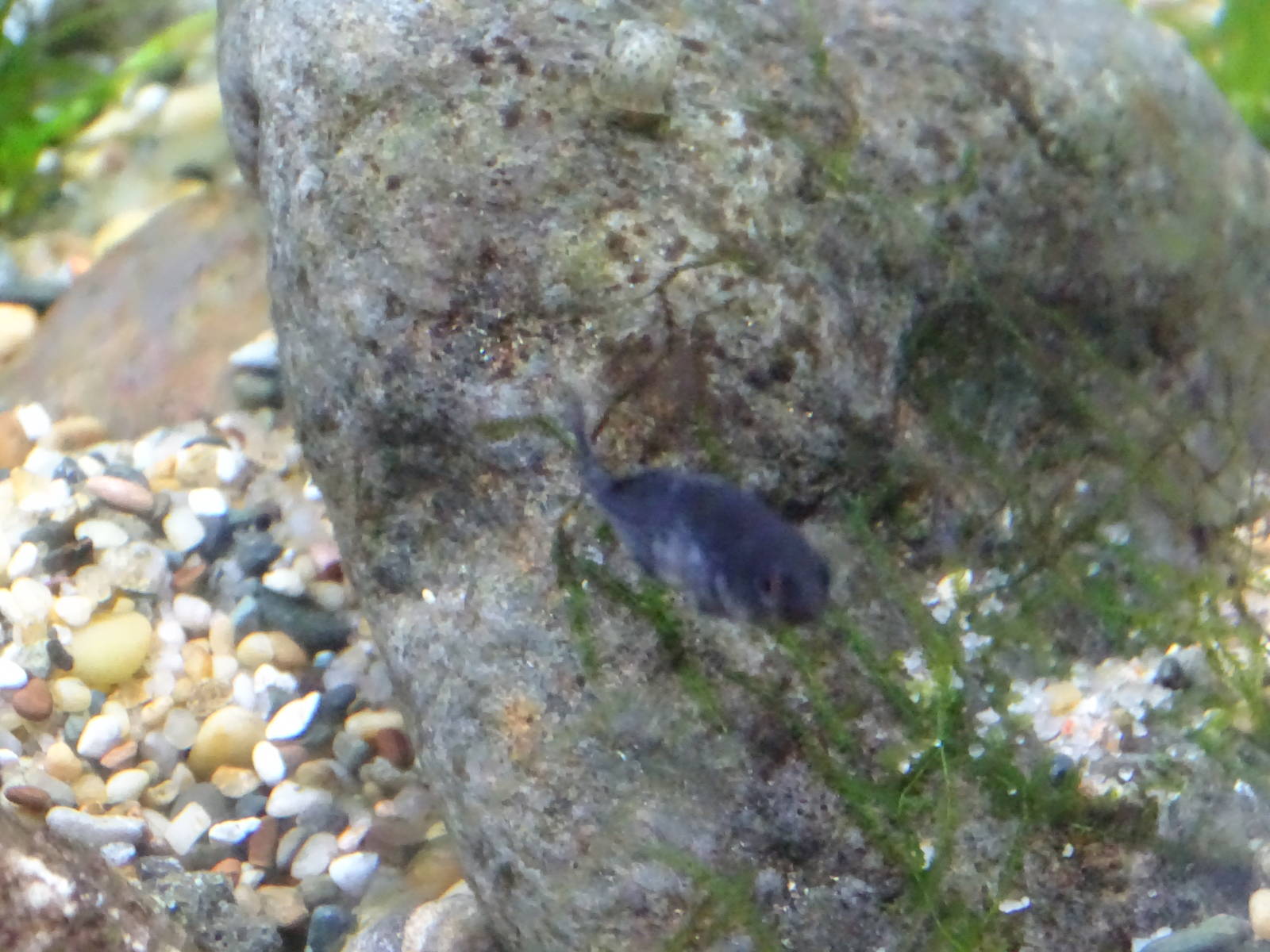 Short nine spine stickleback