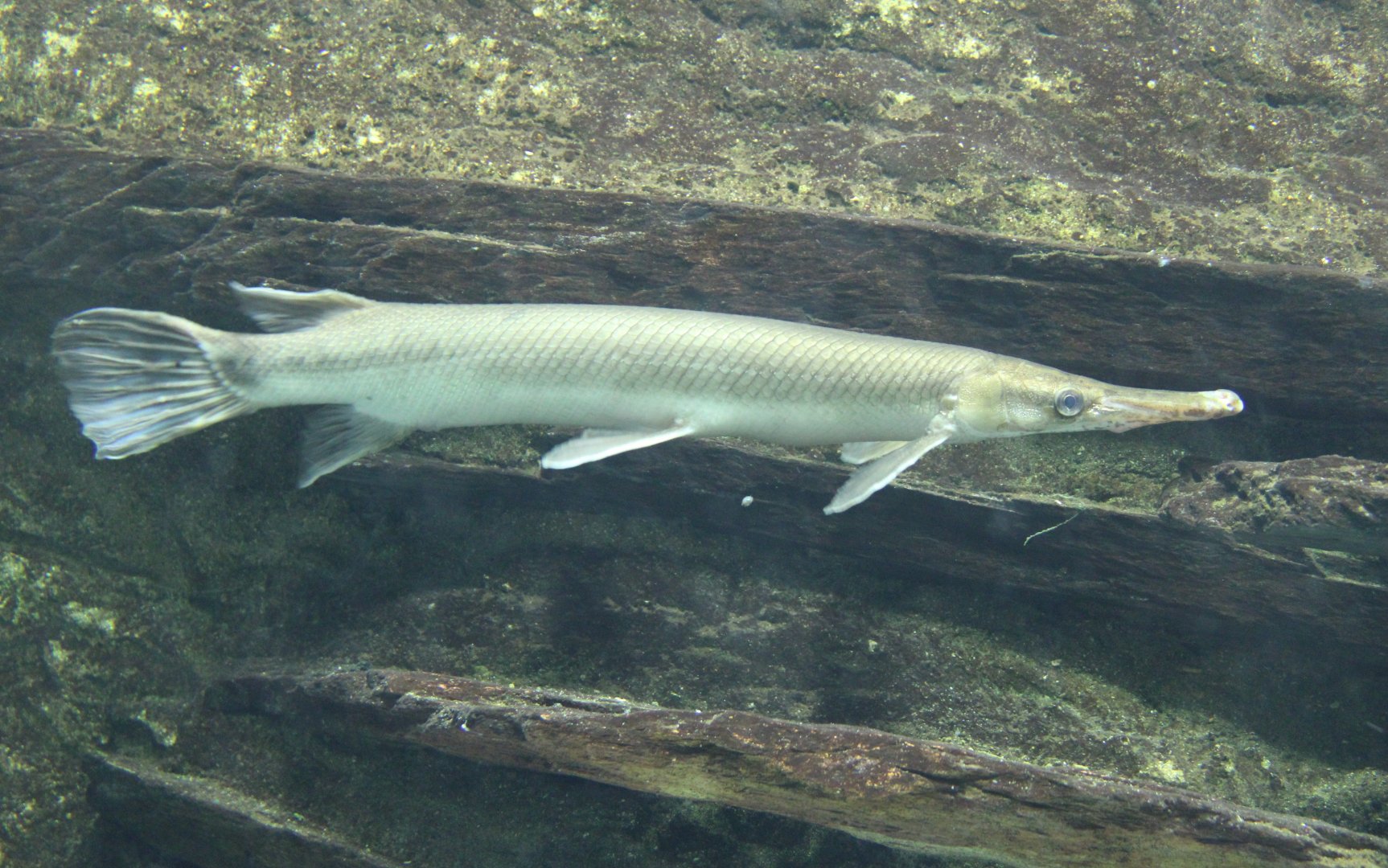 Short-nose gar