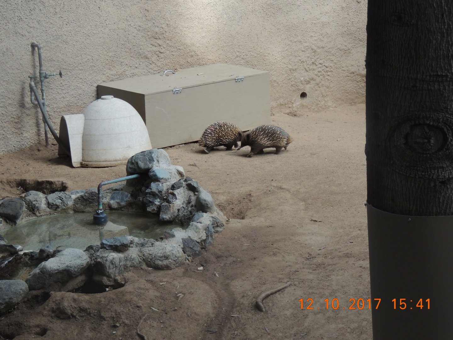 Short Nosed Echidna (4)