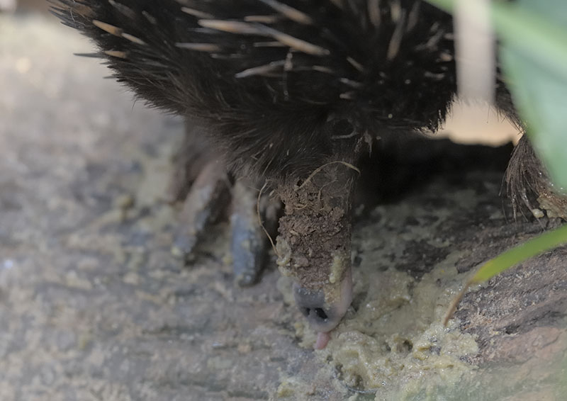 Short-nosed echidna feeding