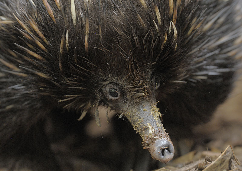 Short-nosed echidna portrait