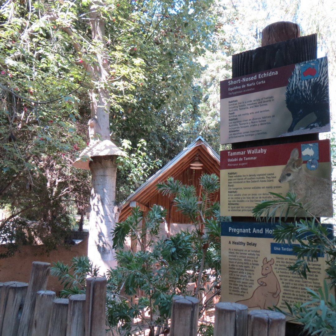 Short Nosed Echidna / Tammar Wallaby / Koala Exhibit