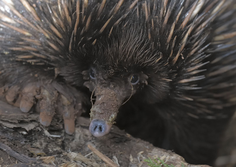 Short-nosed echidna
