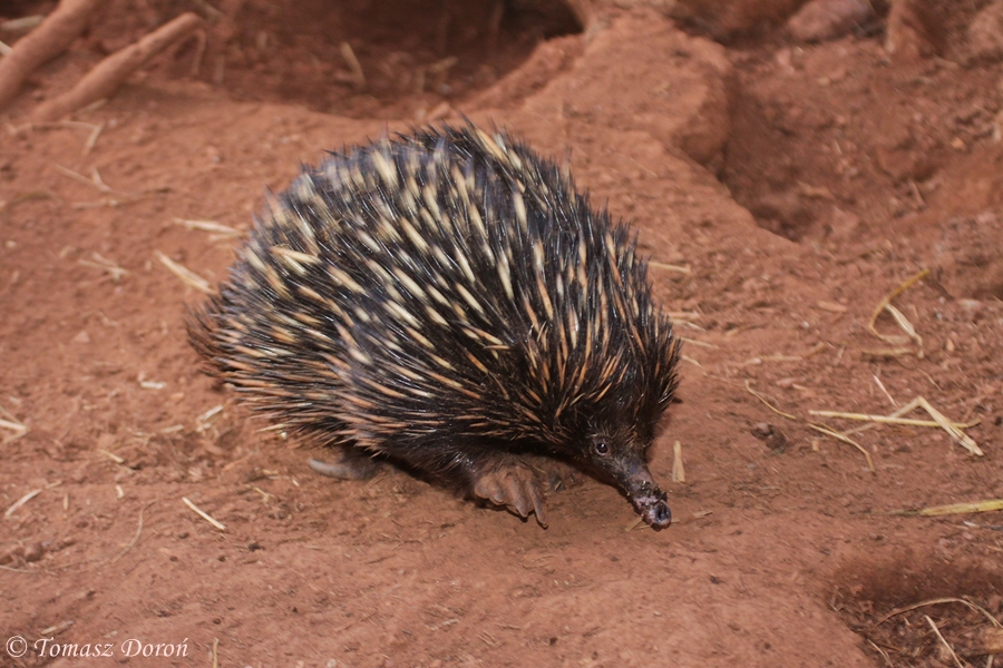 Short-nosed Echidna