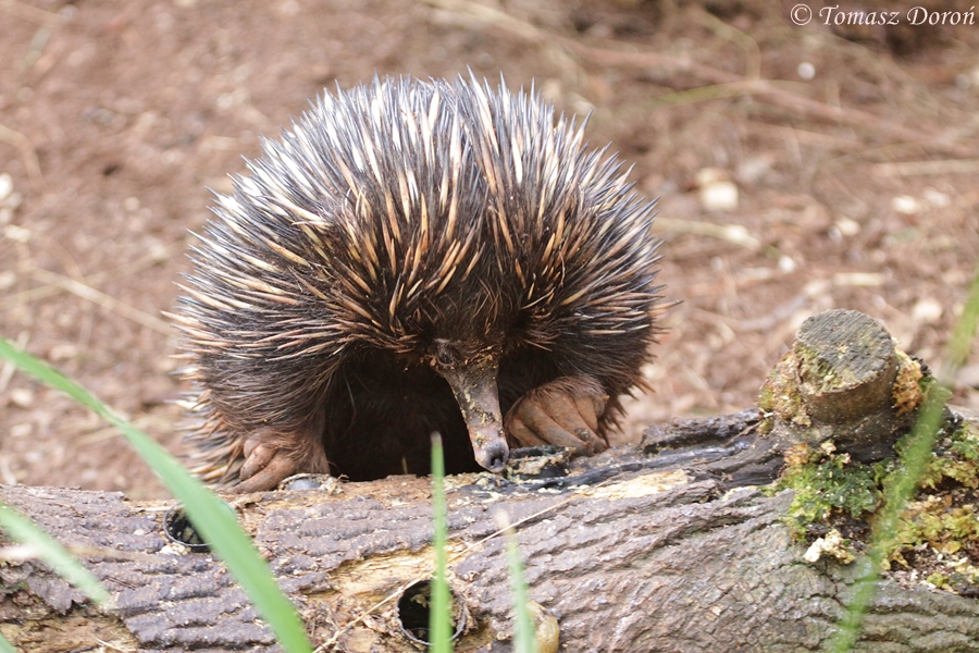 Short-nosed Echidna