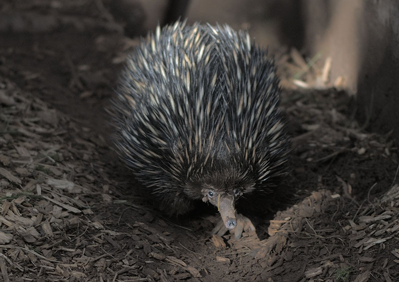 Short-nosed echidna