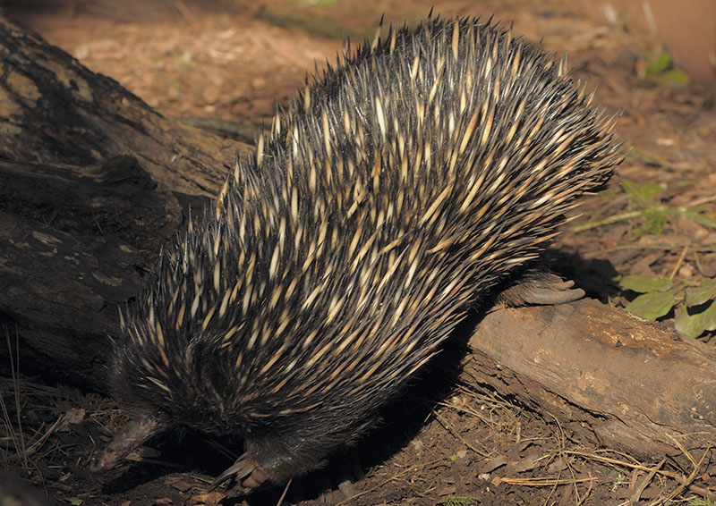 Short-nosed echidna