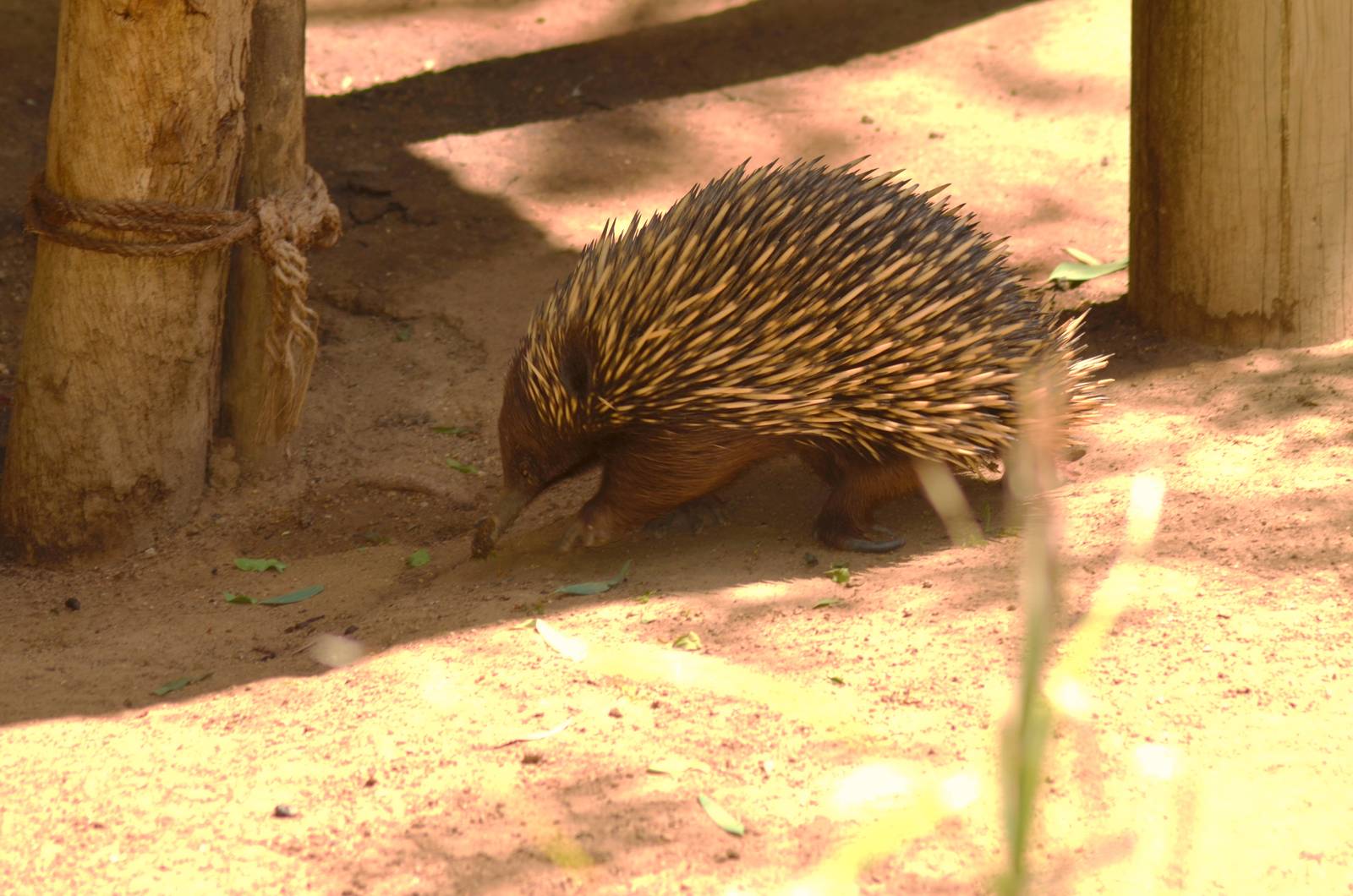 Short-nosed Echidna