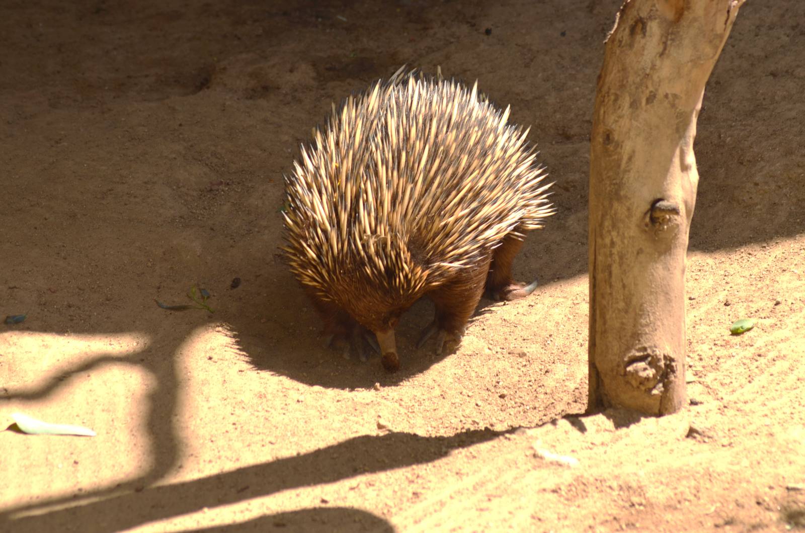 Short-nosed Echidna