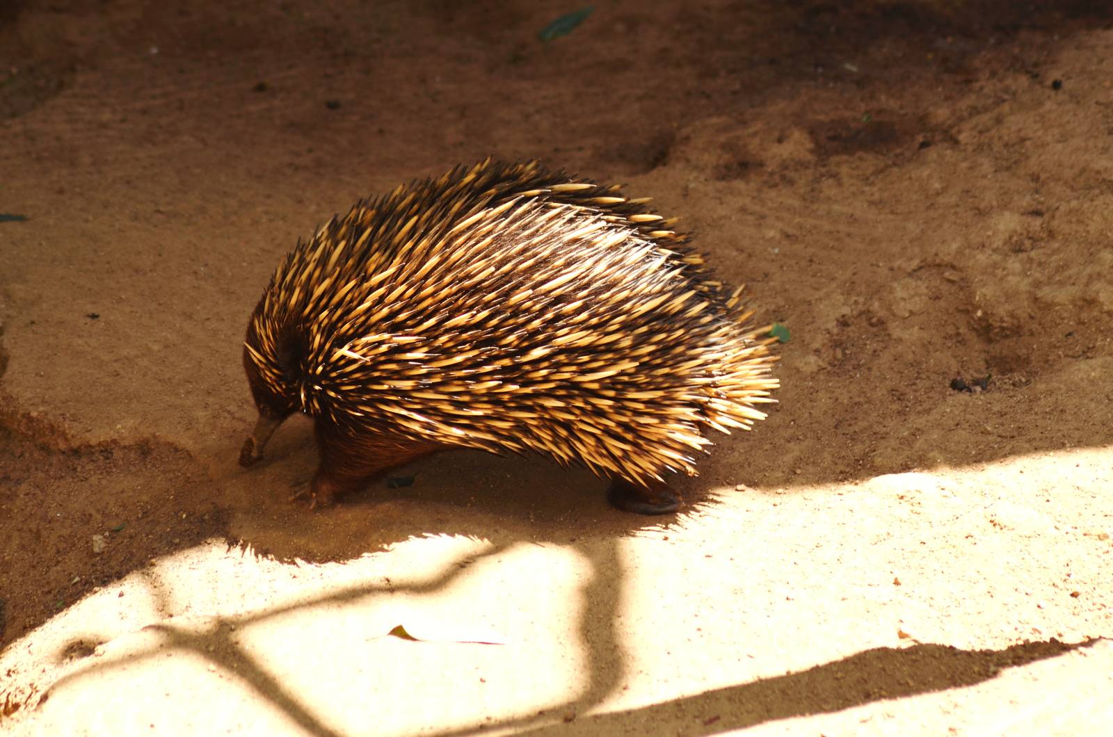 Short-nosed Echidna