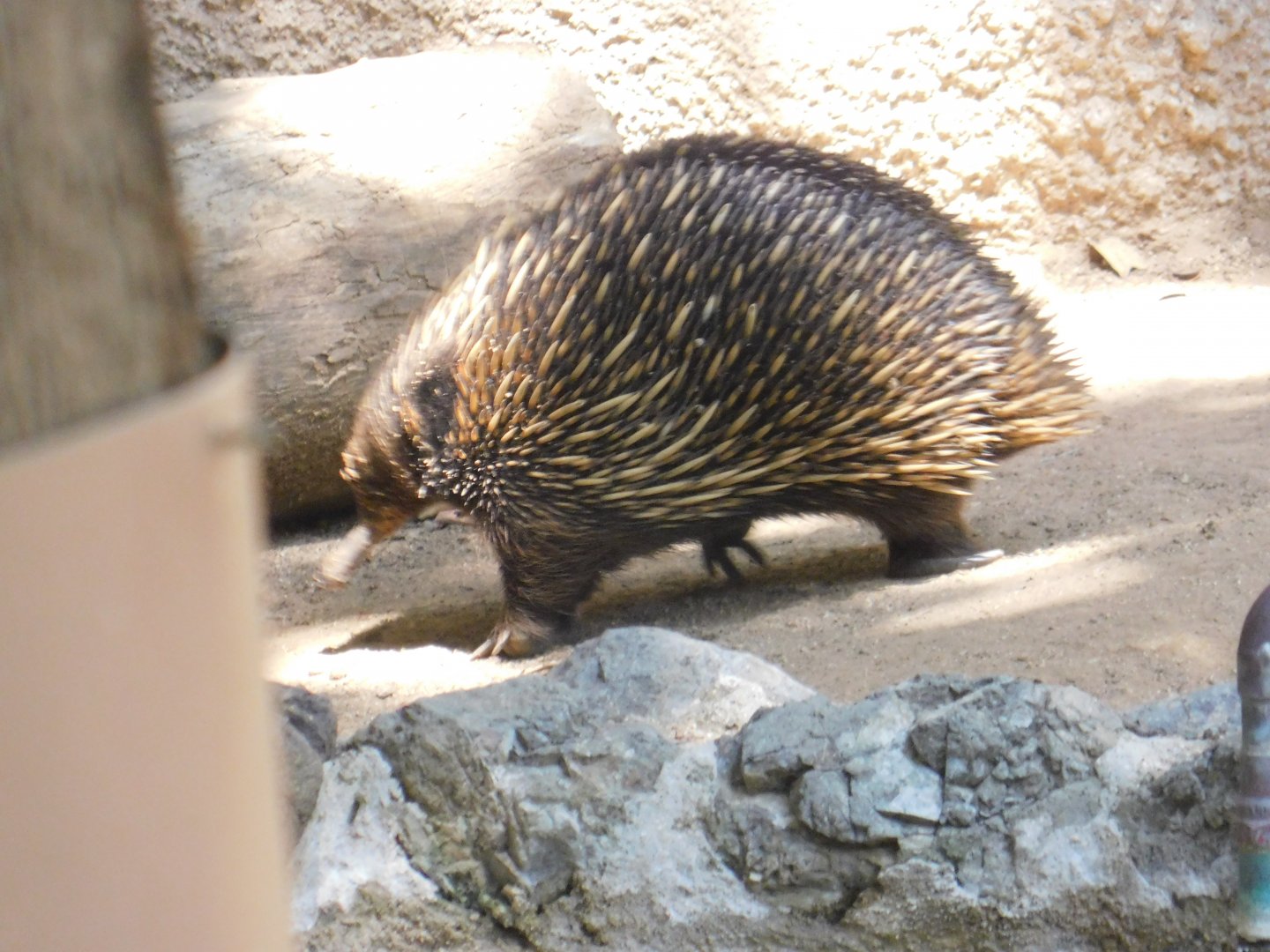 Short Nosed Echidna