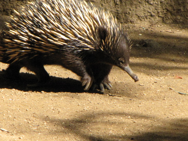 Short-nosed Echidna