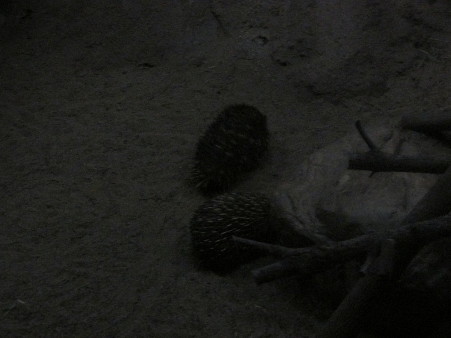 short nosed echidnas