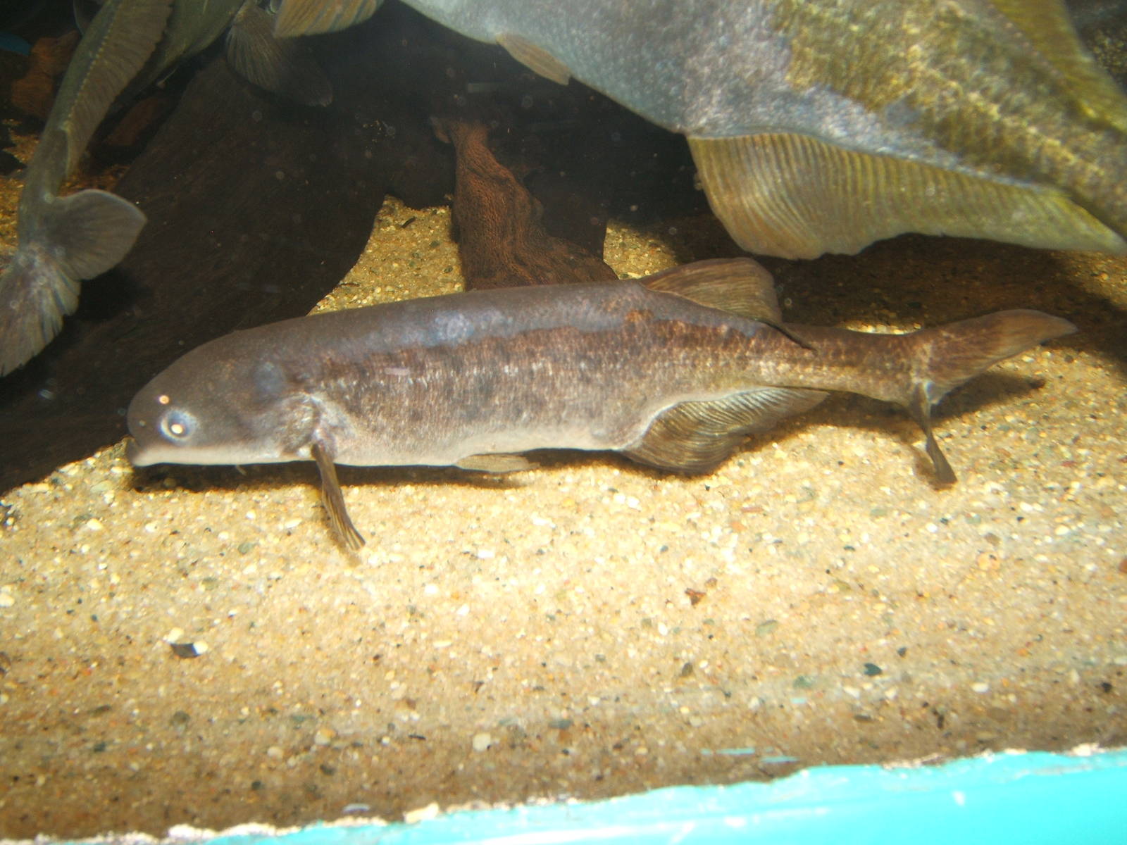 Short-nosed Elephant-trunk Fish (Marcusenrus angolensis)