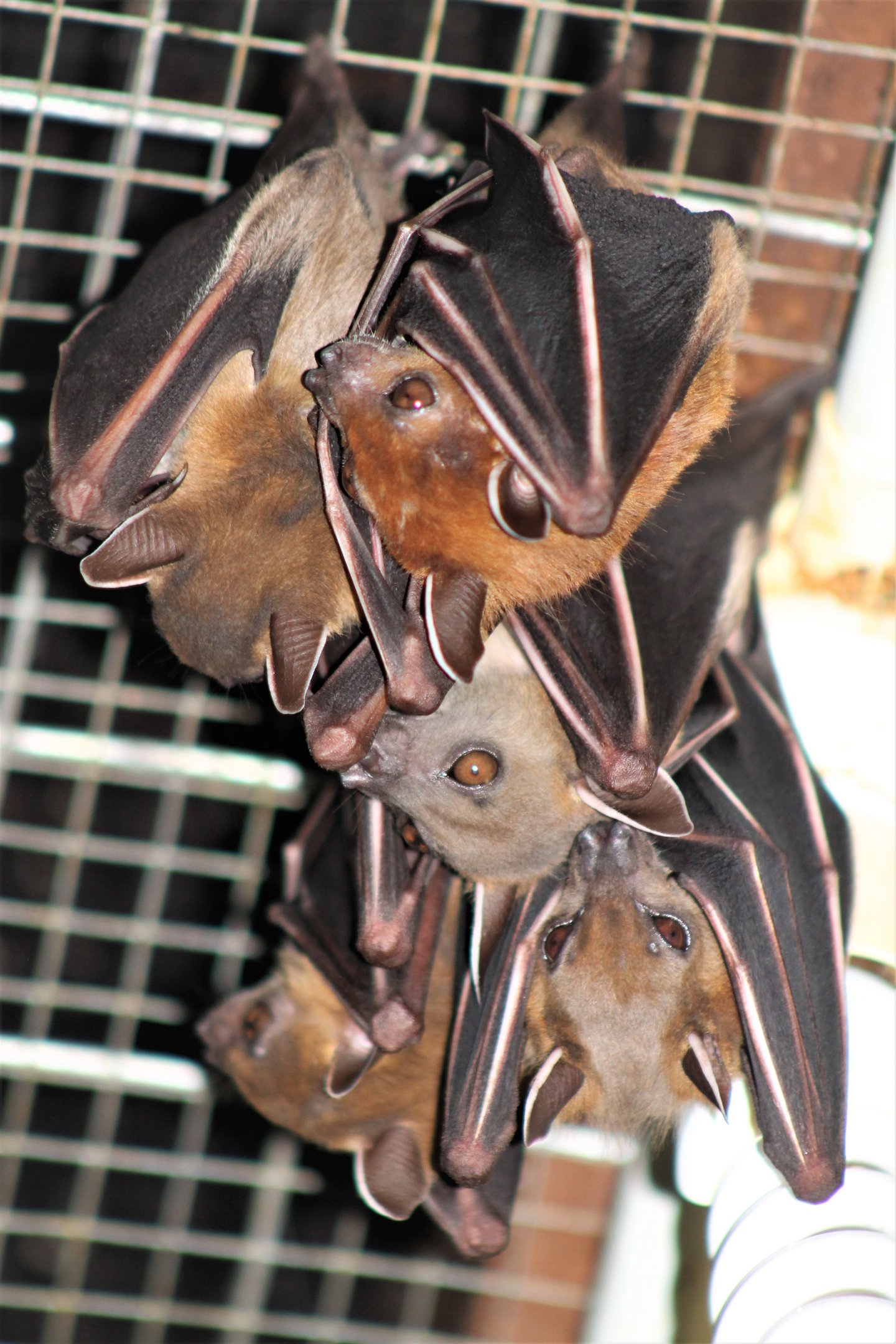 Short-nosed Fruit Bats (Cynopterus brachyotis)