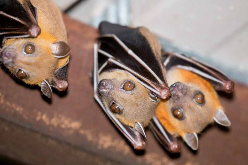 Short-nosed Fruit Bats