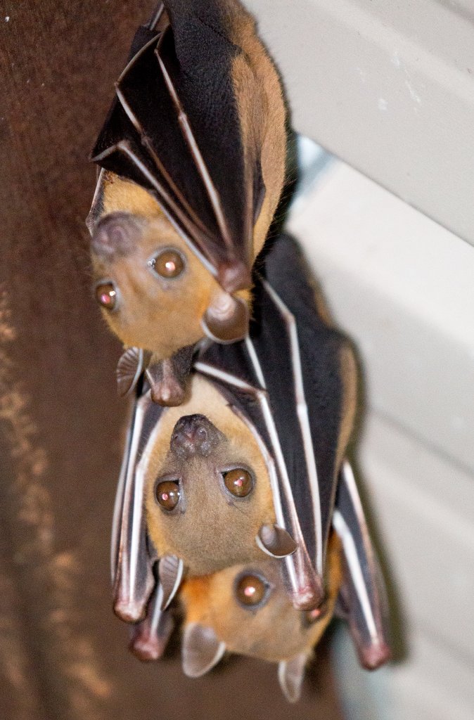 Short-nosed Fruit Bats