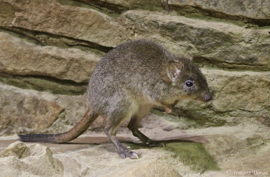 Short-nosed Rat Kangaroo (Bettongia penicillata)