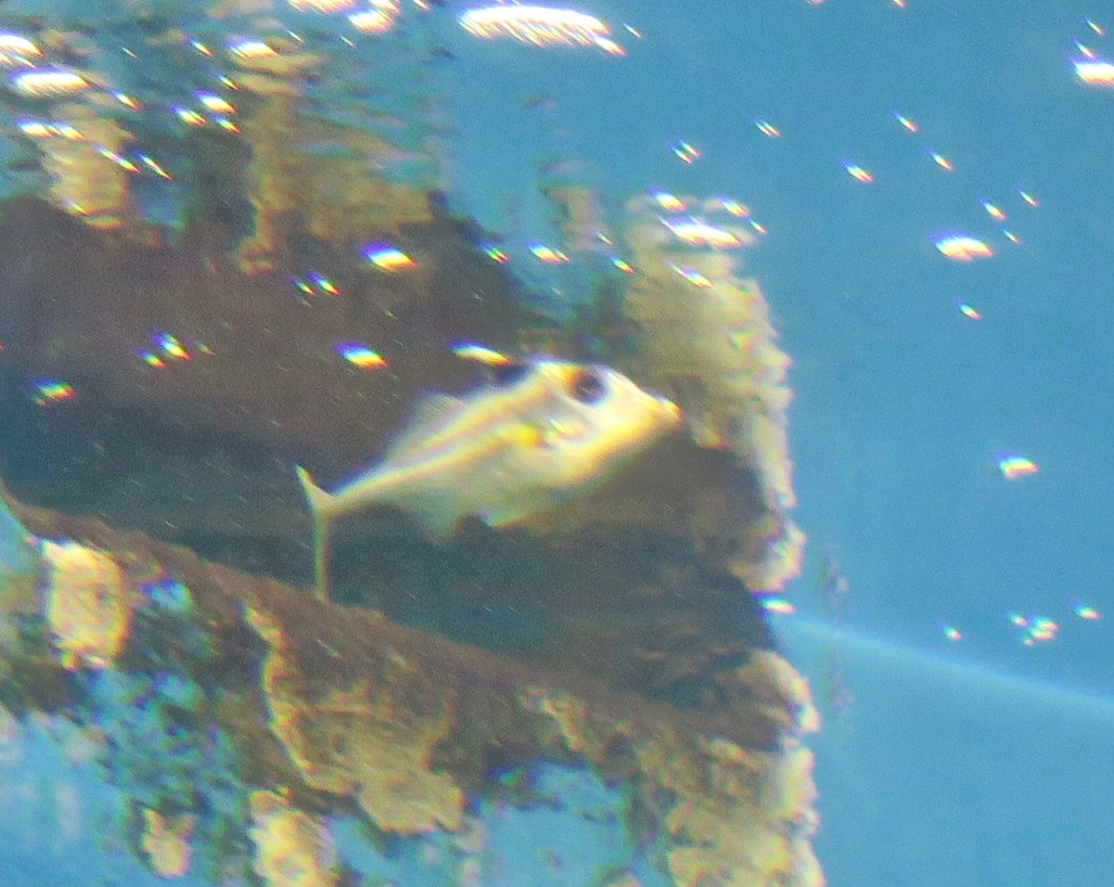 Short-Nosed Tripod Fish (Triacanthus biaculeatus)