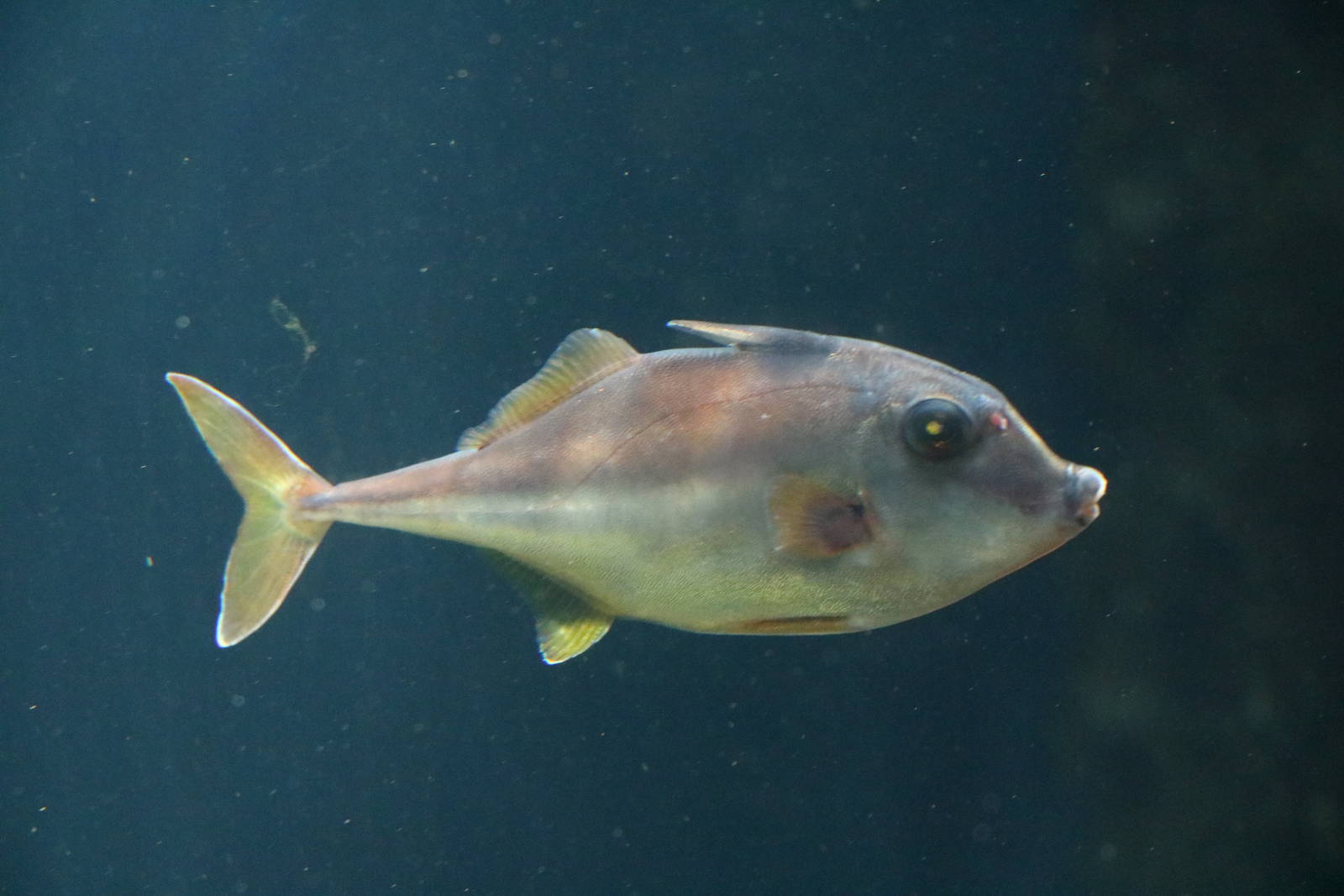 Short-nosed tripodfish - Tokyo Sea Life Park, February 2016