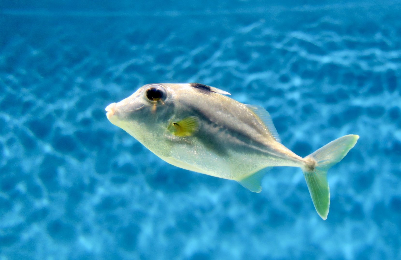 Short-Nosed Tripodfish (Triacanthus biaculeatus) - Xpark