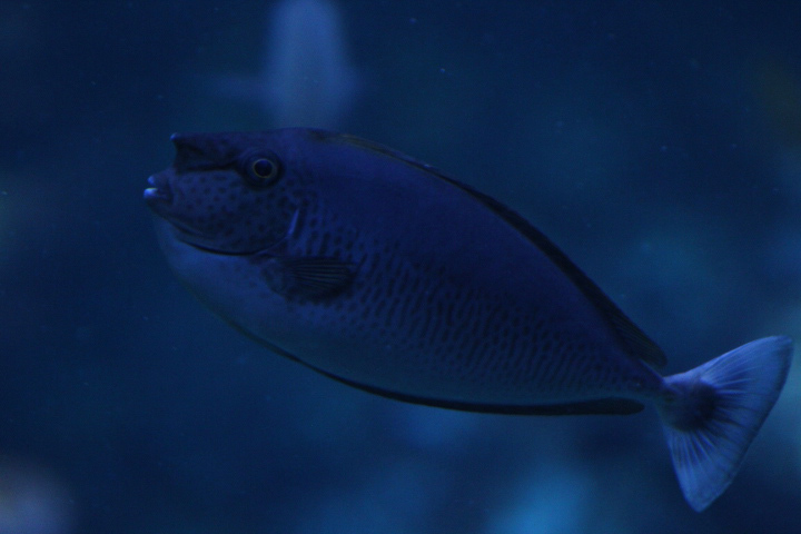 Short-nosed unicornfish (Naso brevirostris) - BXSea