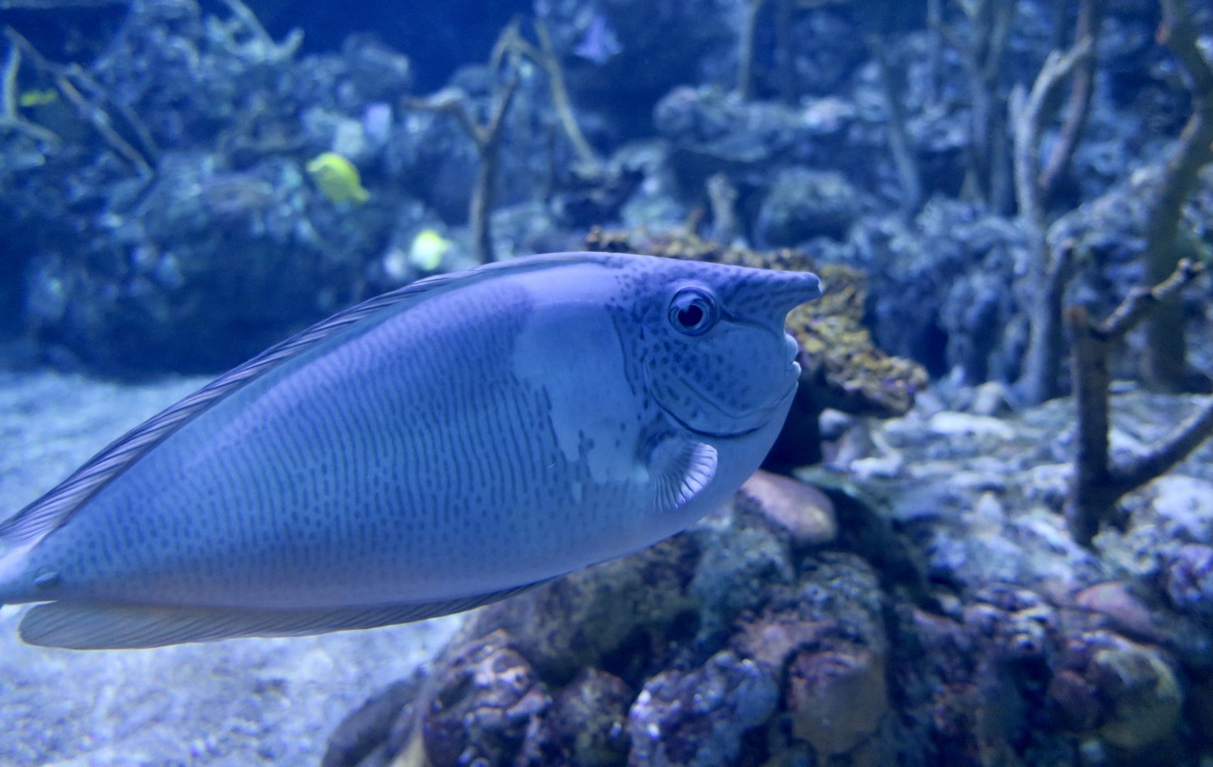 Short-Nosed Unicornfish (Naso brevirostris)