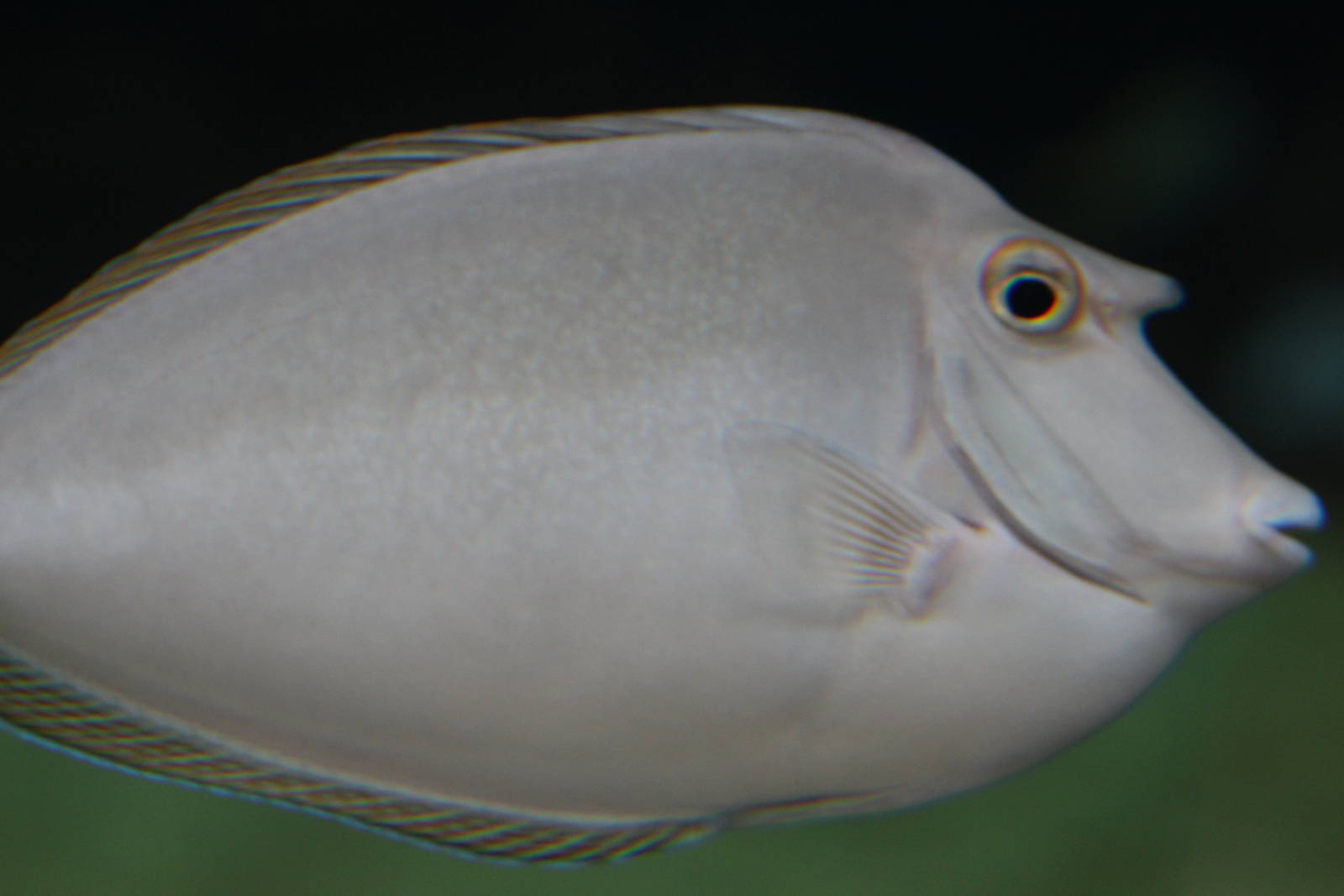 Short-nosed unicornfish