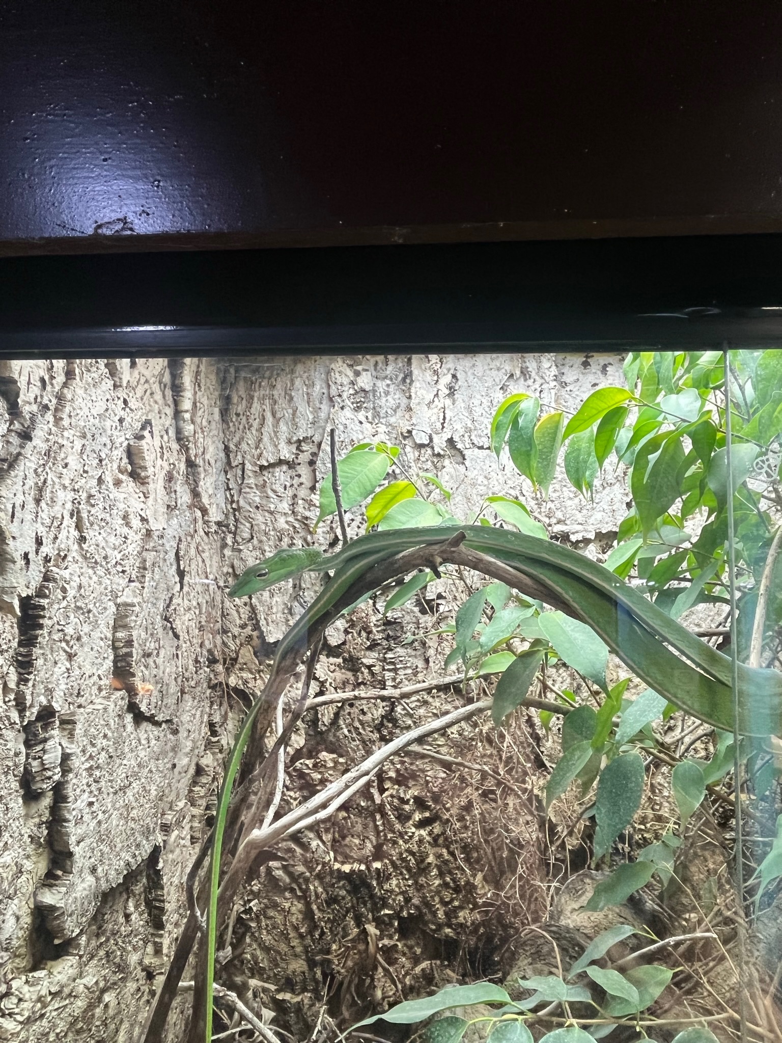 Short nosed vine snake