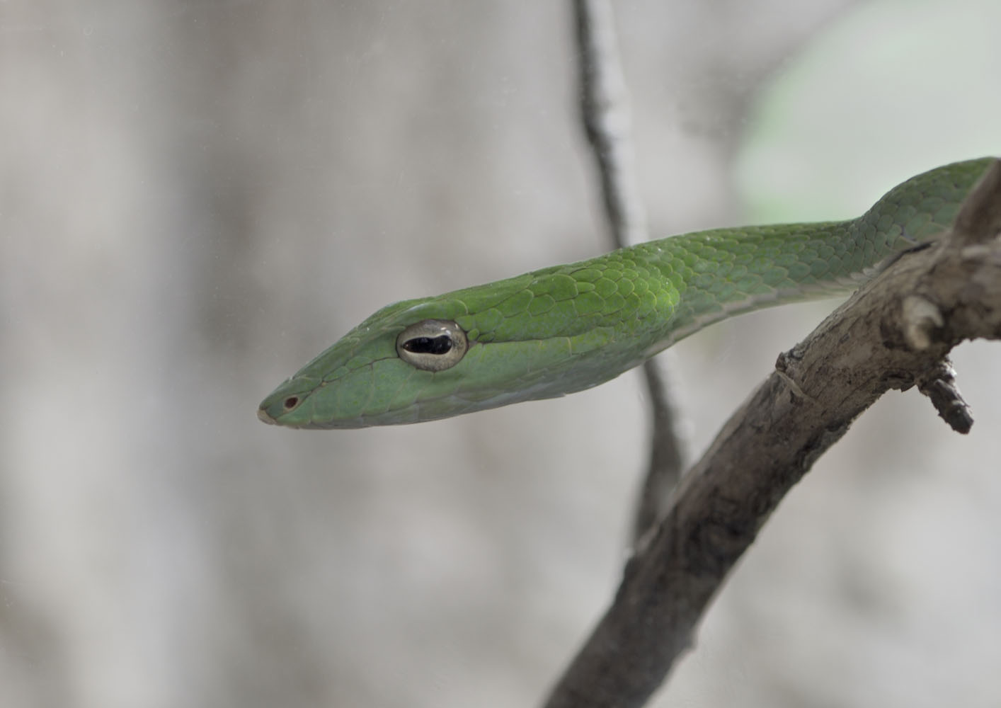 Short-nosed vine snake