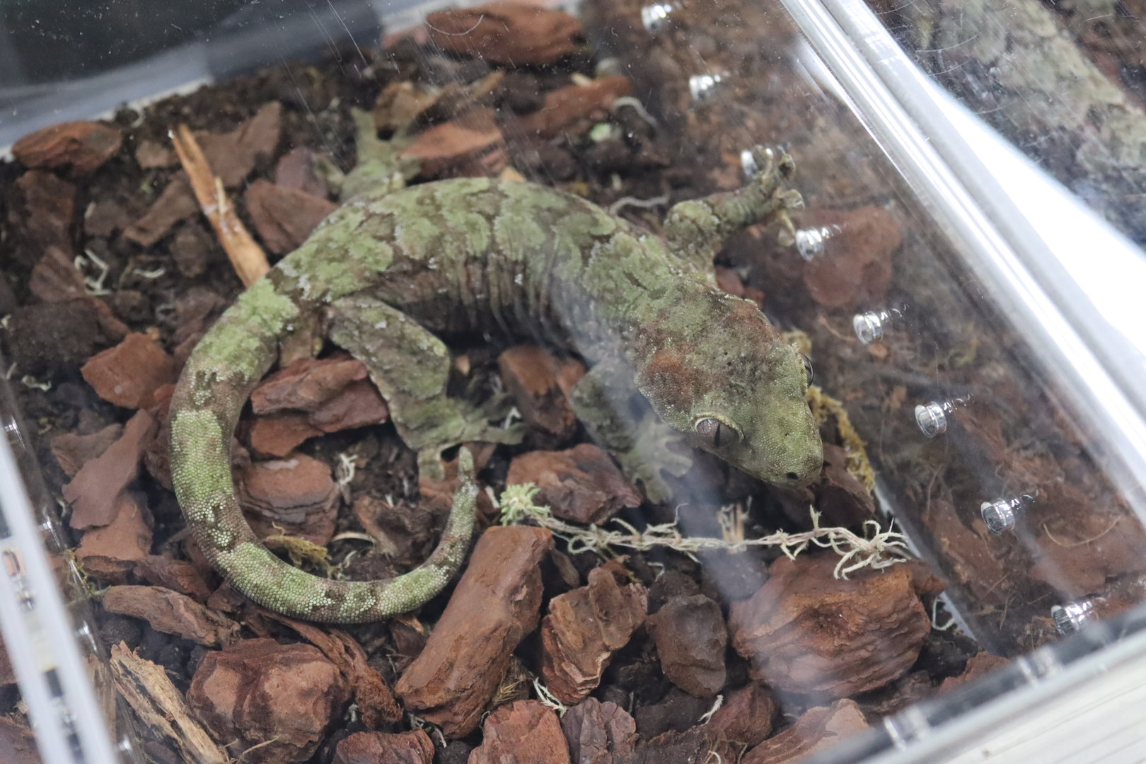 Short-snouted Mossy Gecko