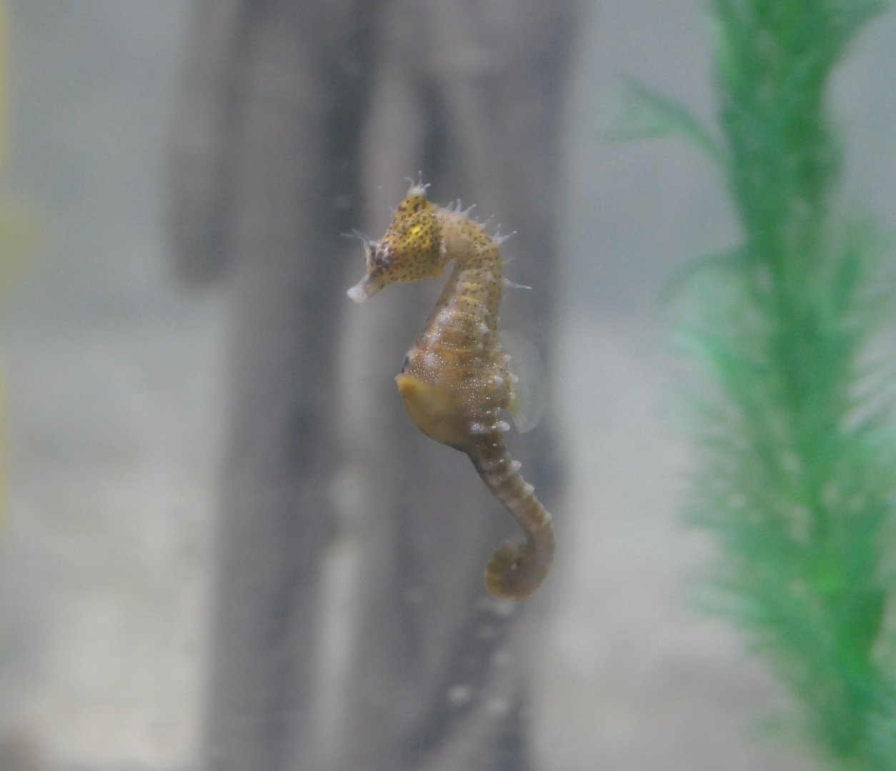 Short-snouted Seahorse (Hippocampus breviceps)