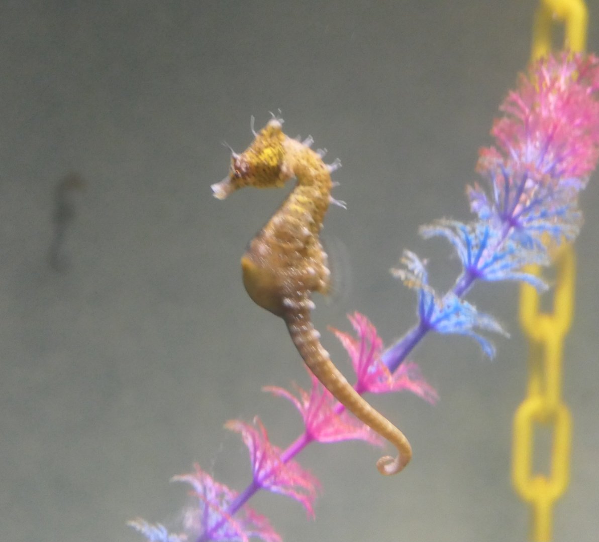 Short-snouted Seahorse (Hippocampus breviceps)
