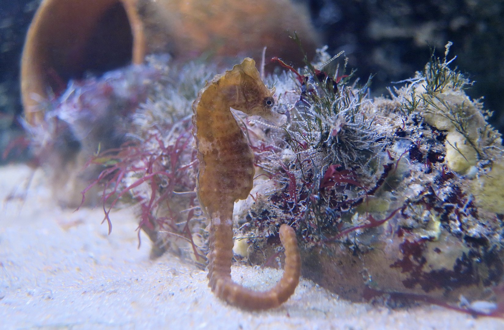 Short-Snouted Seahorse (Hippocampus hippocampus)