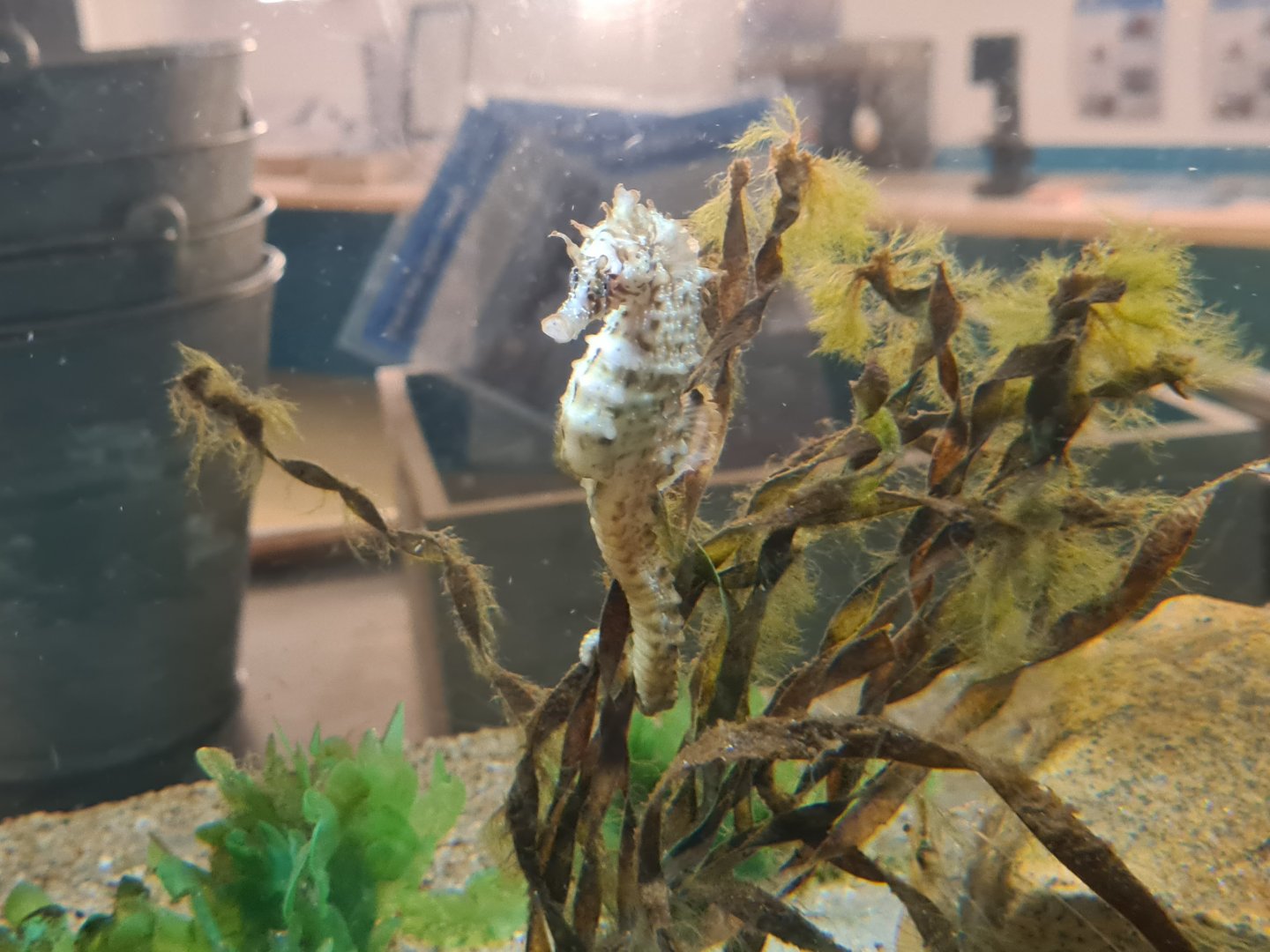 Short-snouted seahorse in Ocean lab tank