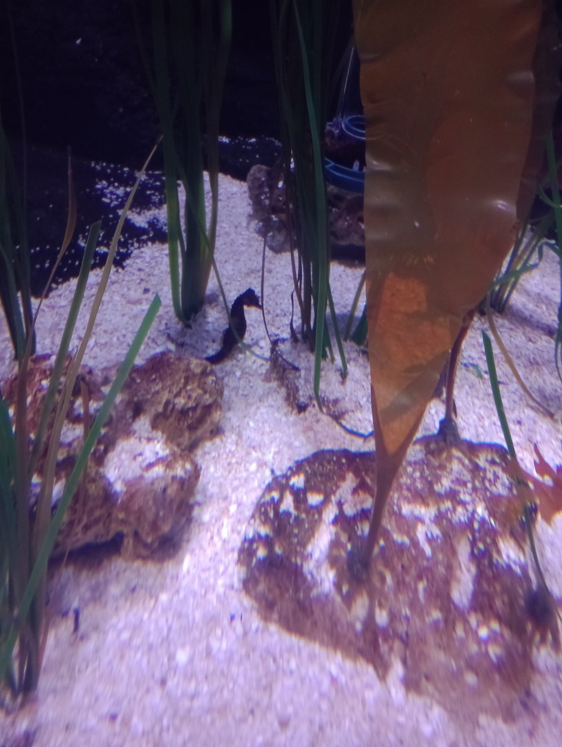 Short-snouted seahorse