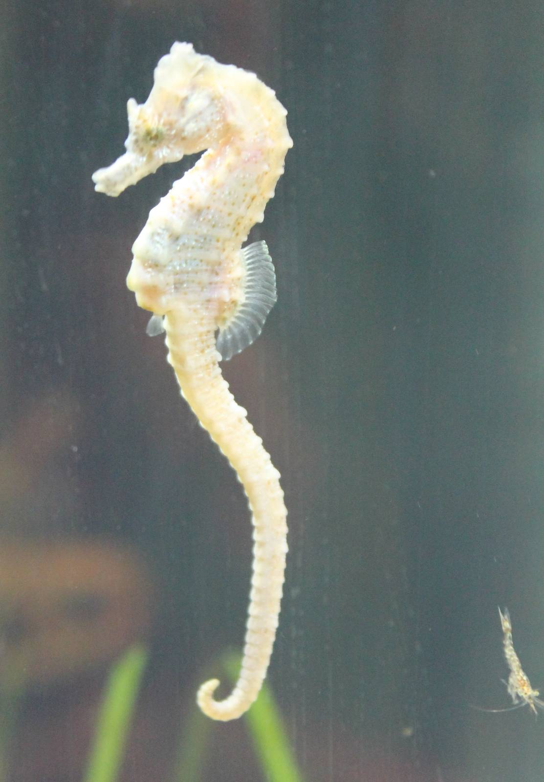 Short-snouthed seahorse