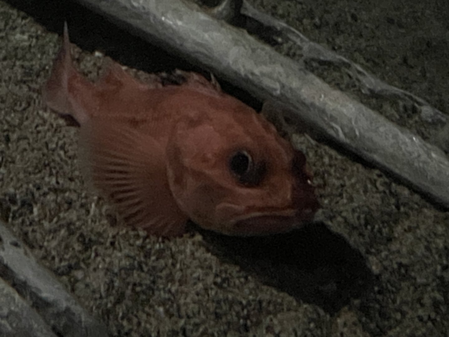 Short spine thornyhead