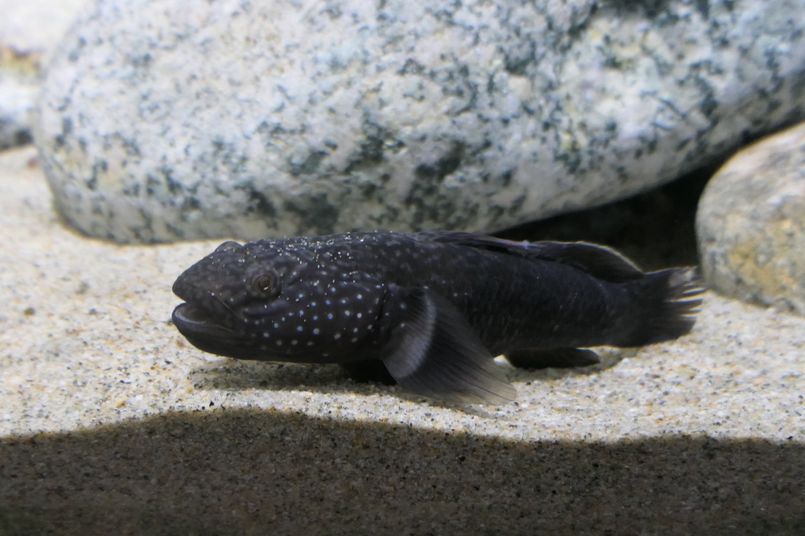 Short-spined Japanese Trident Goby (Tridentiger brevispinis) - Uozu Aquarium
