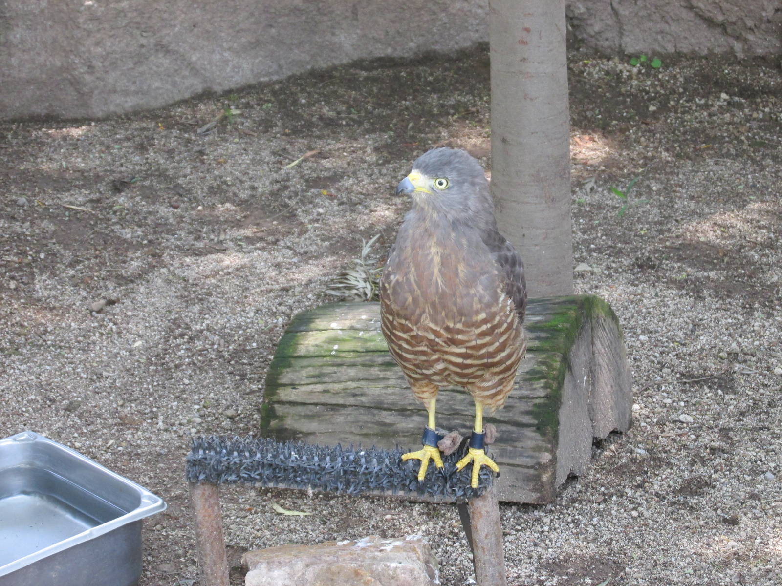 short tail hawk san juan de aragon zoo