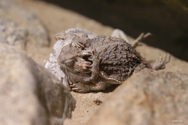Short-tail horned lizard (Phrynosoma braconnieri)