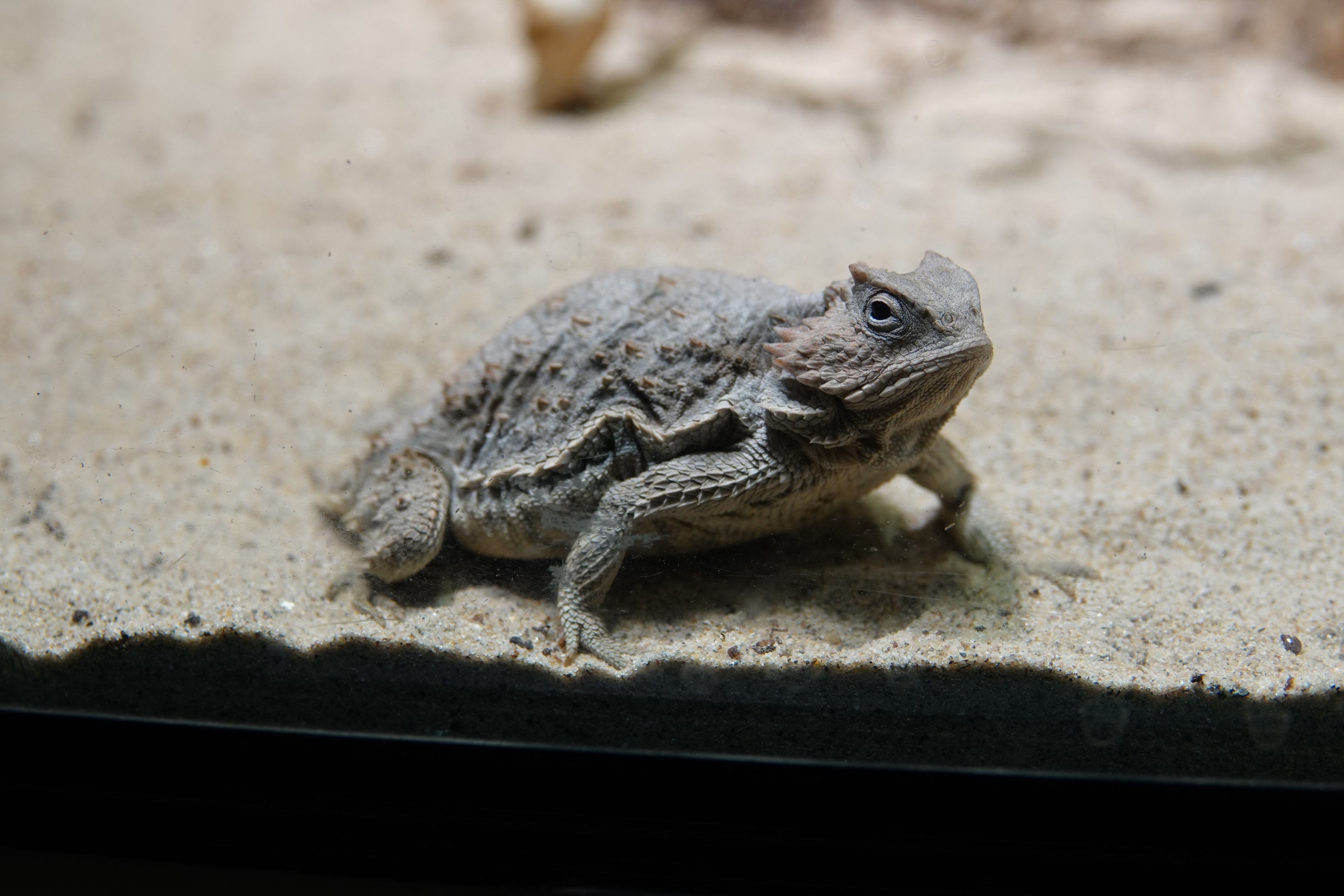 Short-tail horned lizard