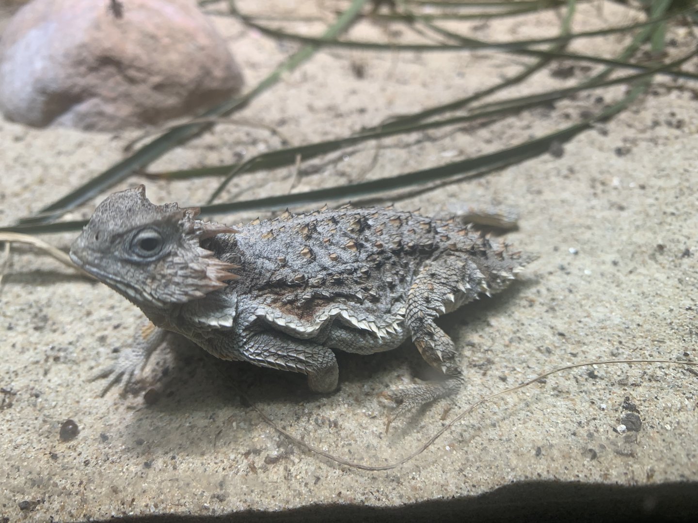 Short-tail horned lizard