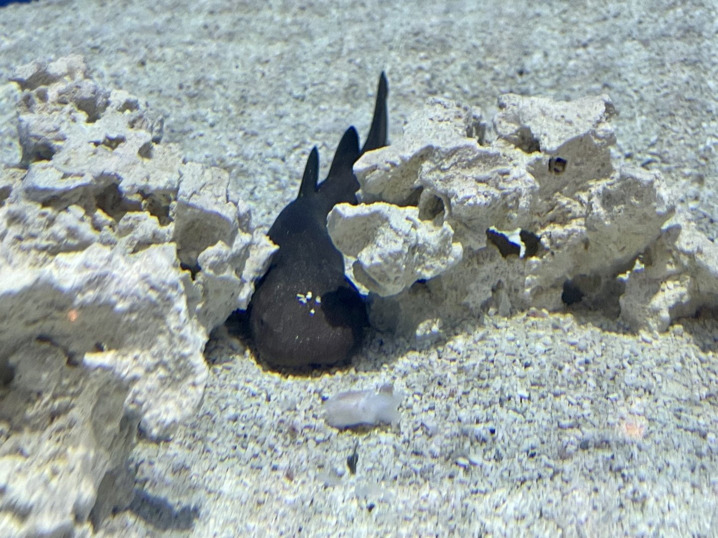 Short-tail Nurse Shark