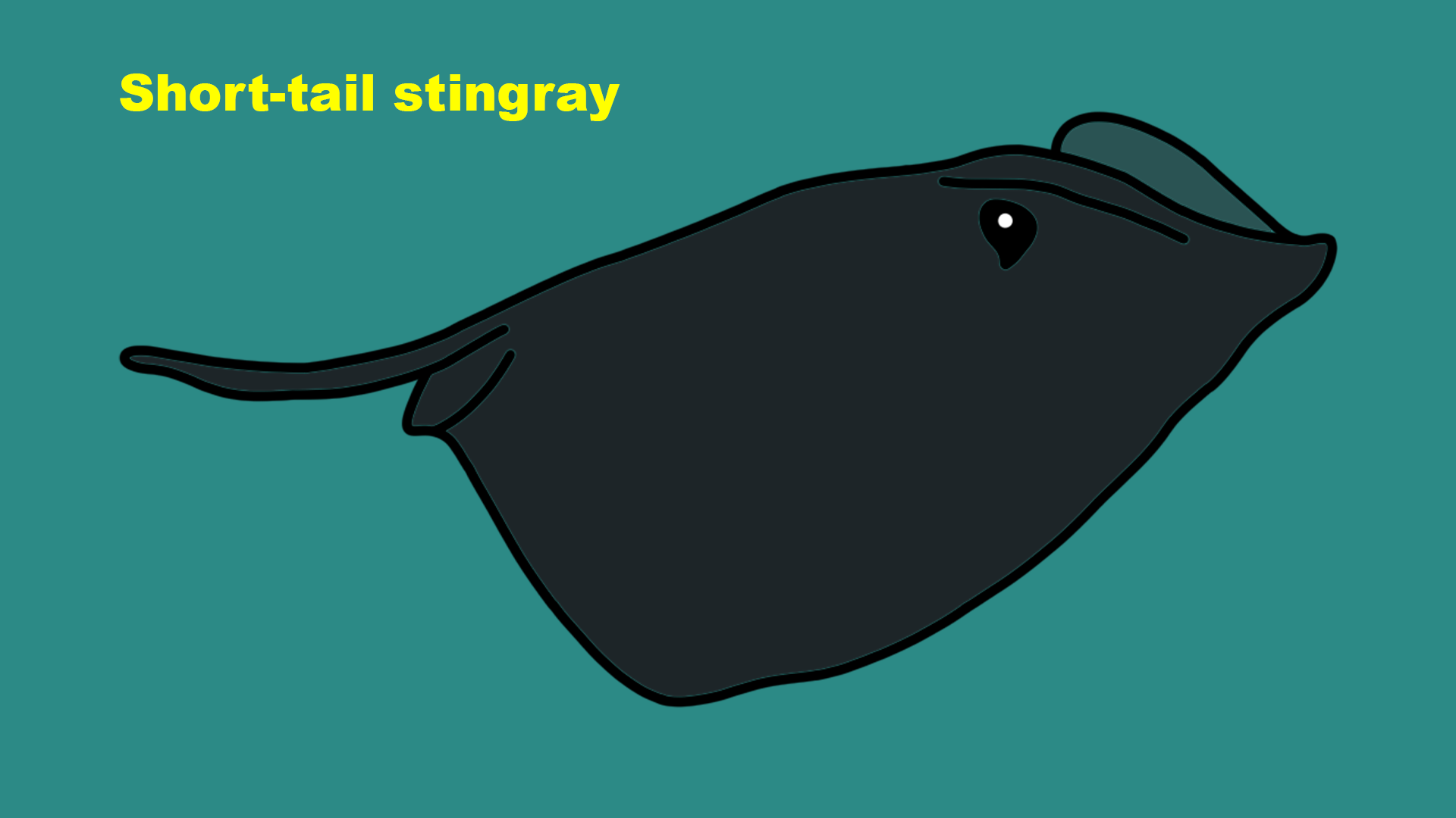 Short-tail stingray (Bathytoshia brevicaudata)