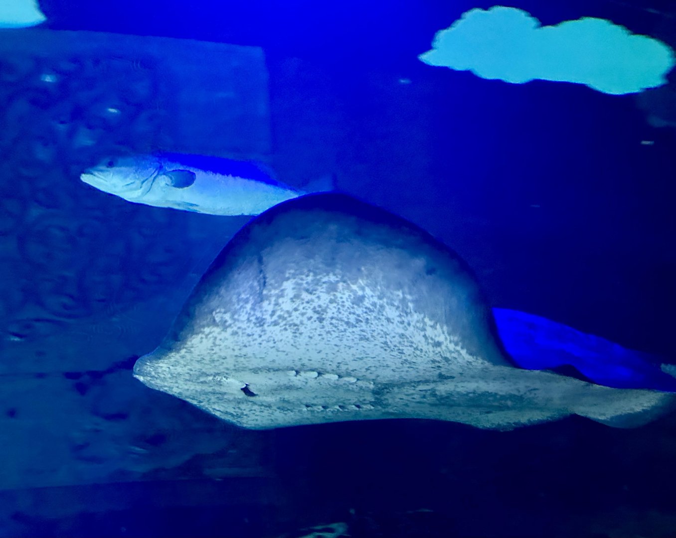 Short-tail stingray (Dasyatis brevicaudata)