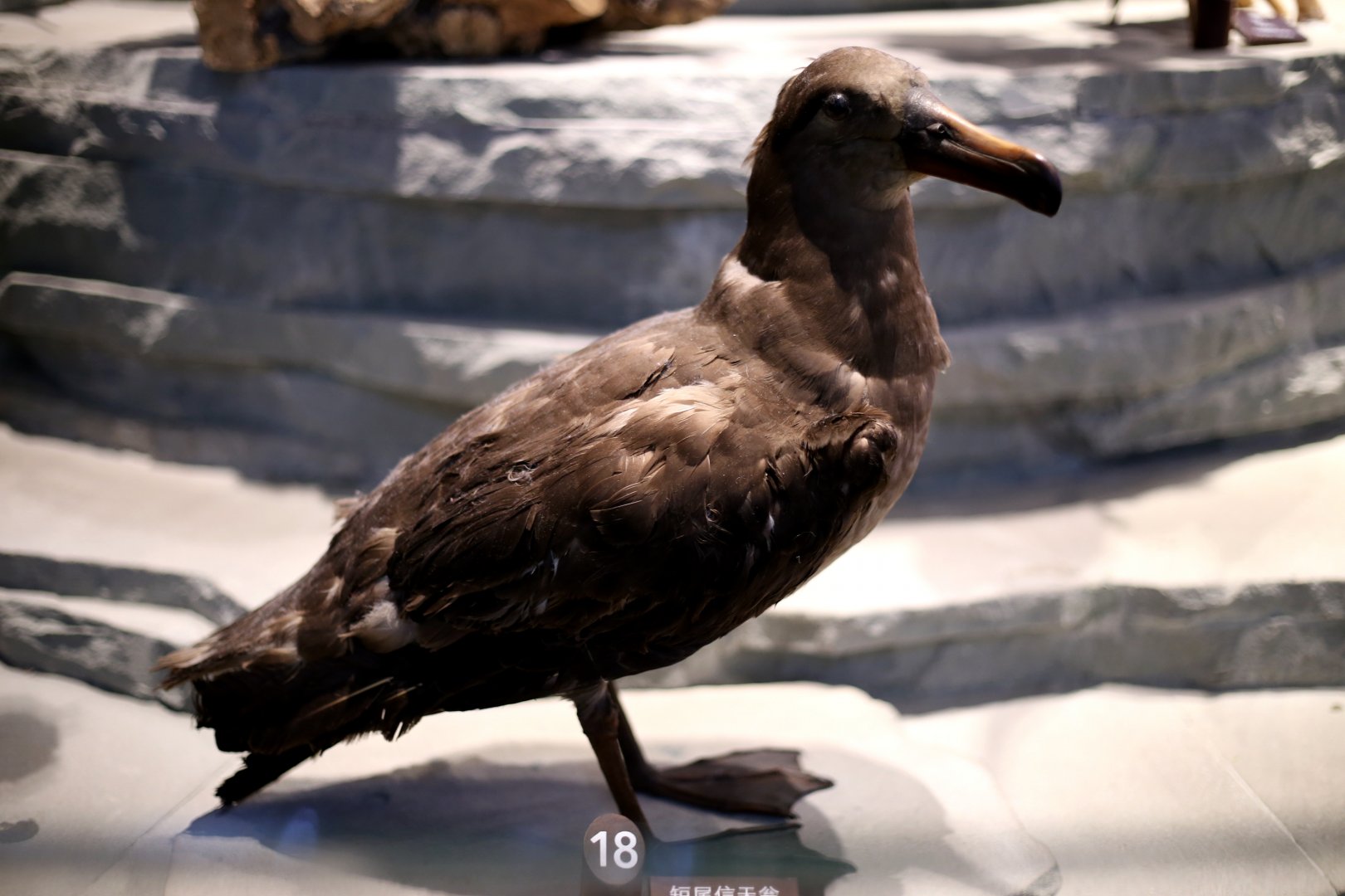 Short-tailed Albatross (Phoebastria albatrus)