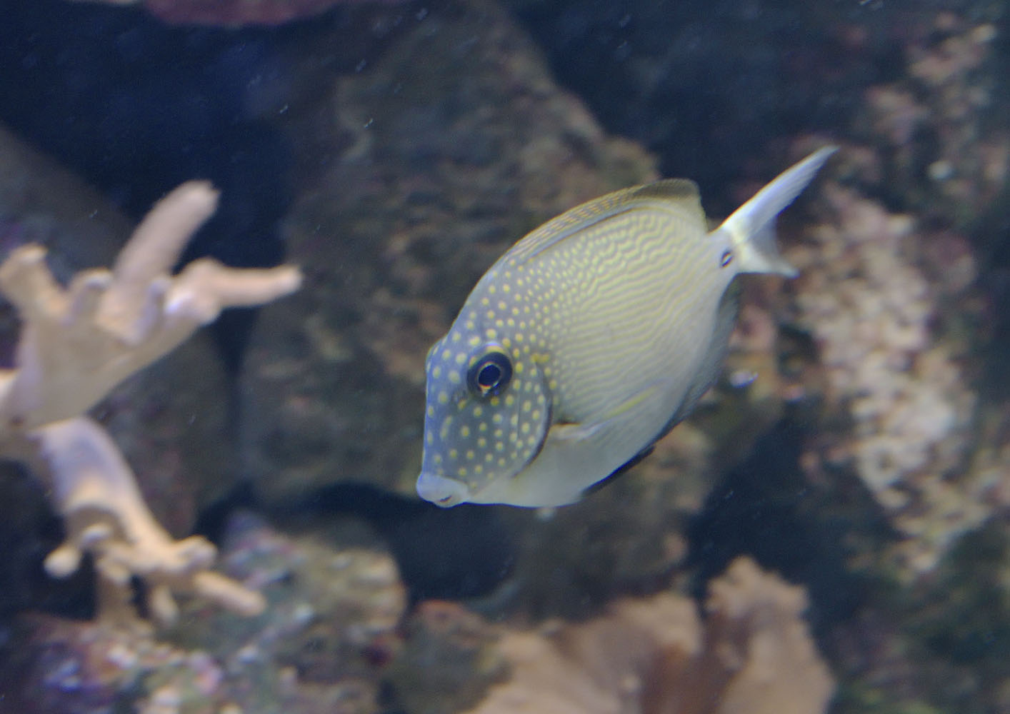 Short-tailed bristle-tooth surgeonfish